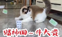爱看吃瓜的猫