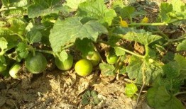 梦见自己在小瓜地里吃瓜,瓜地里的甜蜜诱惑