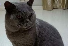 重庆吃瓜胖猫,探寻山城美食与萌宠的和谐共鸣