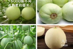 福临城吃瓜,一场吃瓜盛宴背后的故事