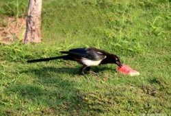 吃瓜喜鹊视频,揭秘娱乐圈幕后趣闻