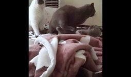 叶小喵啦视频吃瓜