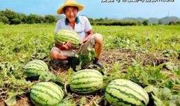 德兴上海路吃瓜