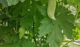 无力吃瓜,揭秘娱乐圈背后的真相与困境