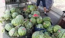 甘肃沙地吃瓜事件