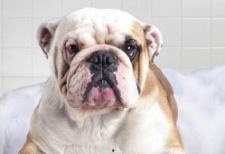 狗狗吃哈密瓜三天后腹泻,三天后宠物健康亮红灯