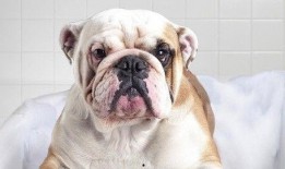 狗狗吃哈密瓜三天后腹泻,三天后宠物健康亮红灯