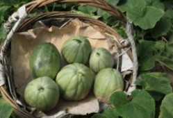 儿时吃的瓜,那些儿时记忆中的美味瓜果