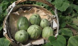 儿时吃的瓜,那些儿时记忆中的美味瓜果