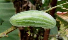 野外找瓜吃,揭秘如何轻松找到美味瓜果