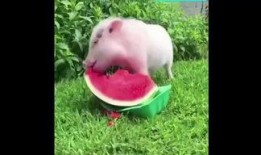 猪可以吃大瓜