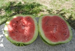 梦到瓜地里吃瓜