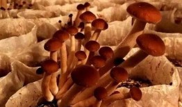 菌主吃瓜,揭秘网络红人的幕后故事