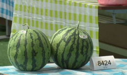 吃瓜嘉兴,揭秘吃瓜群众的嘉兴美食之旅