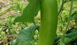 产妇吃瓠子瓜好吗,产妇食用瓠子瓜的适宜性与营养益处