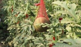 吃瓜赤峰,探寻这座塞外城市的独特风味