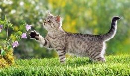 吵架猫在吃瓜,一场宠物界的“娱乐风暴”