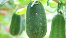 51吃瓜今日热瓜,揭秘今日热瓜背后的惊人真相