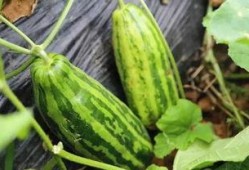 在哪里可吃瓜好,畅享夏日清凉时光