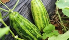 在哪里可吃瓜好,畅享夏日清凉时光