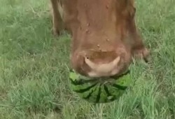 牛不啦吃瓜,揭秘娱乐圈背后的那些事儿