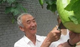 刀伤可以吃瓜吗,吃瓜是否适宜？