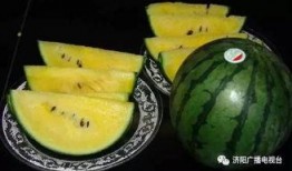 西杨村吃瓜,瓜香四溢，共享丰收喜悦