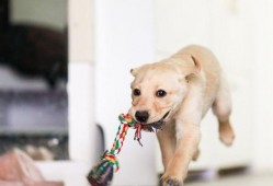 狗吃角瓜行吗,一场意外的美食冒险