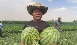 甘肃沙地吃瓜事件
