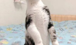 猫咪吃瓜的特征,揭秘喵星人的独特饮食习惯