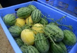 金米米吃瓜,揭秘娱乐圈幕后故事