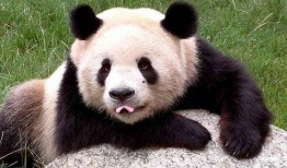 熊猫原地吃瓜视频,原地吃瓜视频走红网络