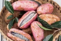 羊可以吃熟瓜吗,营养与安全的探讨