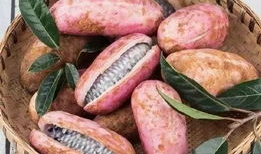 羊可以吃熟瓜吗,营养与安全的探讨