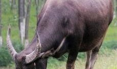 梦见牛吃老瓜,牛吃老瓜的神秘寓意解析