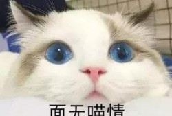 吃瓜路人小羊,揭秘娱乐圈幕后故事