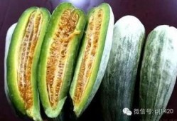 吃瓜俗称,揭秘“吃瓜群众”背后的网络文化现象