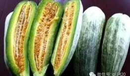 吃瓜俗称,揭秘“吃瓜群众”背后的网络文化现象