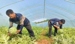 徐水区吃瓜事件,一场网络热议背后的真相与反思