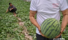 刀伤可以吃瓜吗,吃瓜是否适宜？