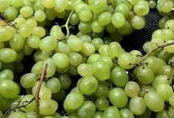 吃瓜和葡萄的孩子,童趣盎然时