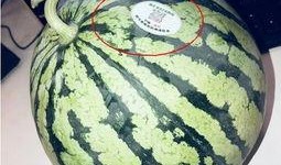 吃瓜qq网红,揭秘吃瓜QQ网红背后的故事