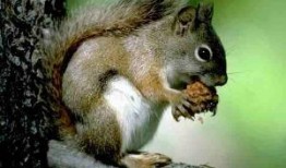 松鼠喜欢吃吊瓜吗,揭秘它们对吊瓜的喜爱之谜