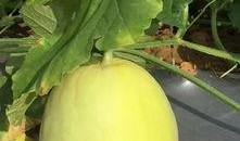 免费视频吃瓜,揭秘娱乐圈幕后真相