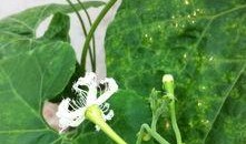 花卉吃瓜,一场视觉与味觉的盛宴