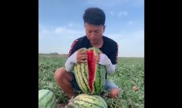 西瓜地里的吃瓜哥哥,夏日田园趣事记