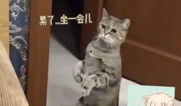 吵架猫在吃瓜,一场宠物界的“娱乐风暴”