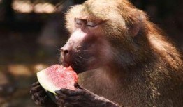 早期猿猴吃瓜,瓜果的进化之旅