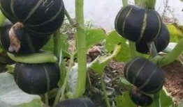 栗子魔兽吃瓜,揭秘虚拟世界的欢乐时光