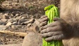 博主吃瓜猴子,揭秘博主吃瓜猴子的幕后故事